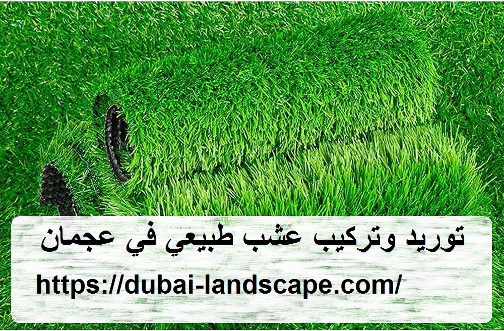توريد وتركيب عشب طبيعي في عجمان