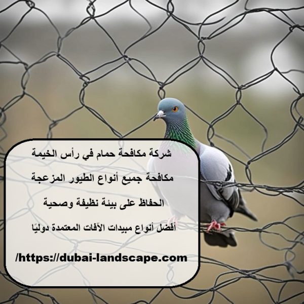 شركة مكافحة حمام في رأس الخيمة